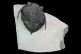 Bumpy Zlichovaspis Trilobite - Lghaft, Morocco #128942-2